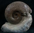 Lytoceras Ammonite - Great Suture Pattern #7821-1